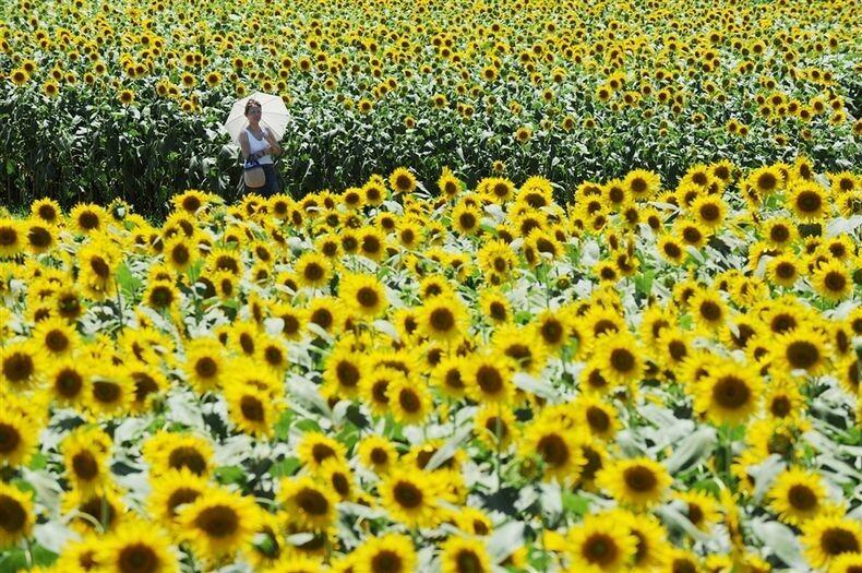 &#91;PIC&#93; Uniknya Festival Bunga Matahari di Zama Jepang