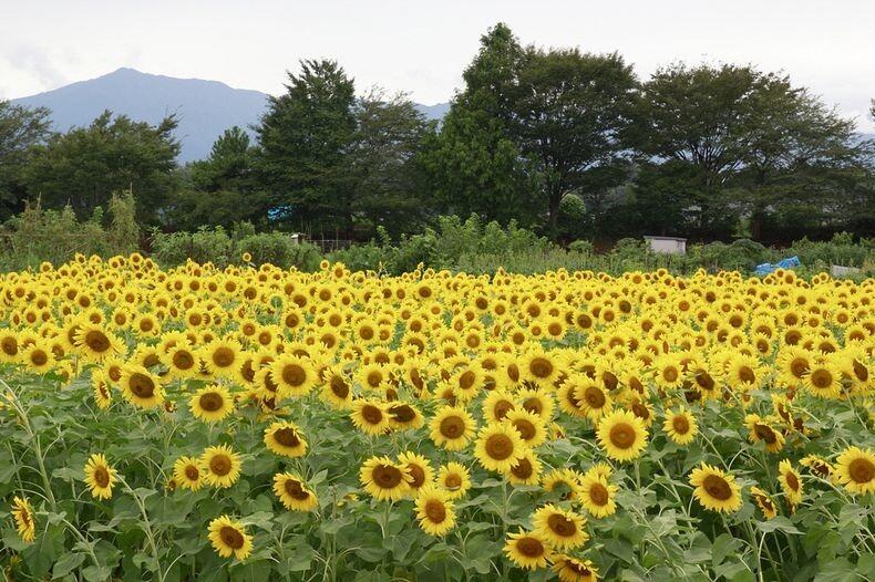 &#91;PIC&#93; Uniknya Festival Bunga Matahari di Zama Jepang