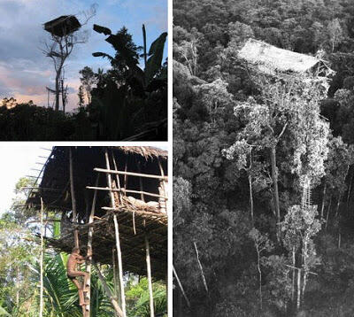 4 Rumah unik didunia diatas pohon