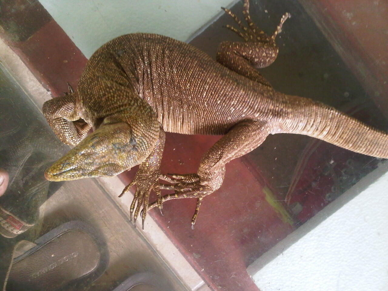 Terjual Varanus Neebu Kaskus