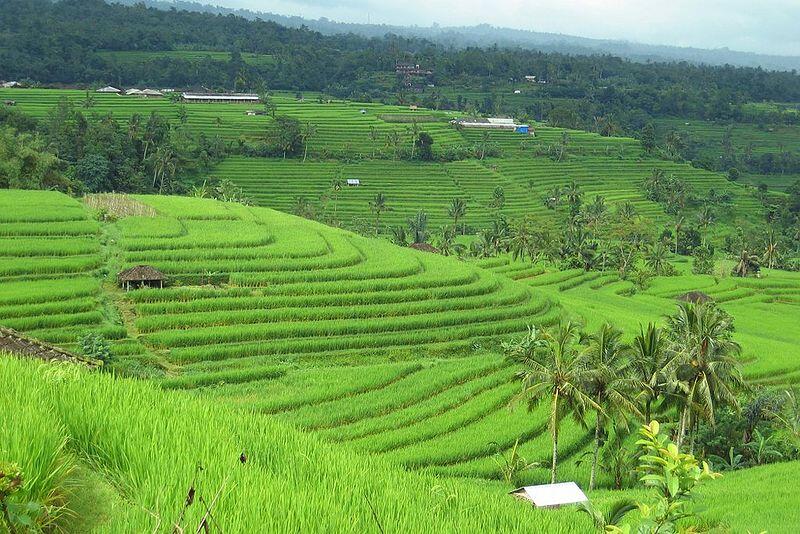 Jatiluwih, pesona alam pegunungan dan persawahan yang menakjubkan.