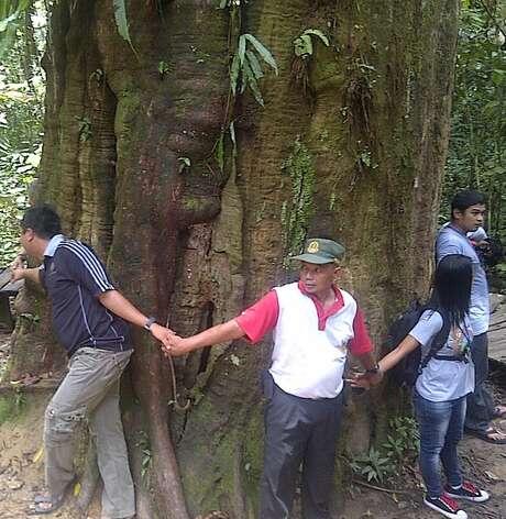 Pohon terbesar di dunia ada di TN Kutai - Kaltim