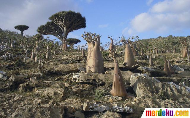 Keindahan Pulau Socotra di Tengah Samudera Hindia