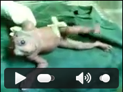 Manusia Berkepala Katak Gan !!! seremm