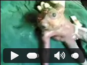 Manusia Berkepala Katak Gan !!! seremm