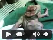 Manusia Berkepala Katak Gan !!! seremm