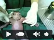 Manusia Berkepala Katak Gan !!! seremm