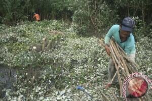 Limbah Mangrove Diolah Menjadi Pewarna Batik