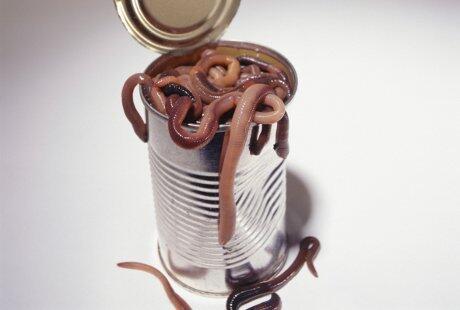 Ngeri, Pria Ini Meninggal Akibat Cacing Parasit yang Serang Paru-parunya