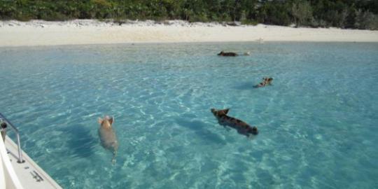 uniknya pulau tempat liburan para Babi di Bahama