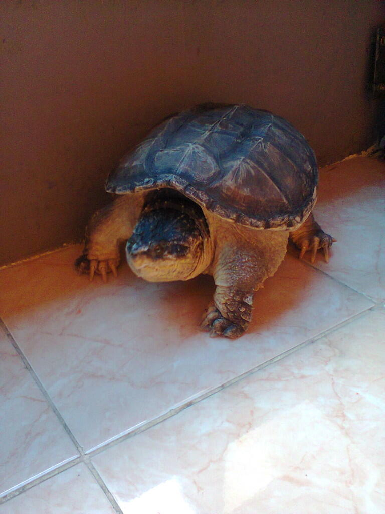 CST (Common Snapping Turtle) 