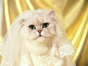 10 Perilaku kucing yang tidak kita ketahui