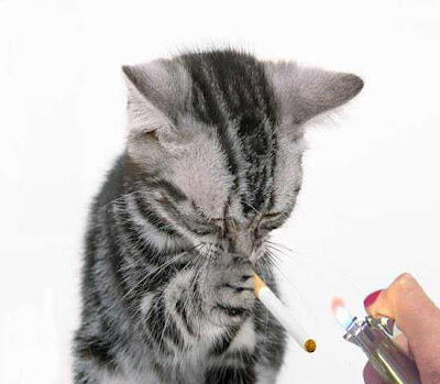 10 Perilaku kucing yang tidak kita ketahui