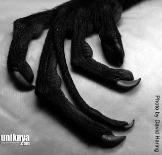 5 Hewan yang Memiliki Mitos Mengerikan di Dunia