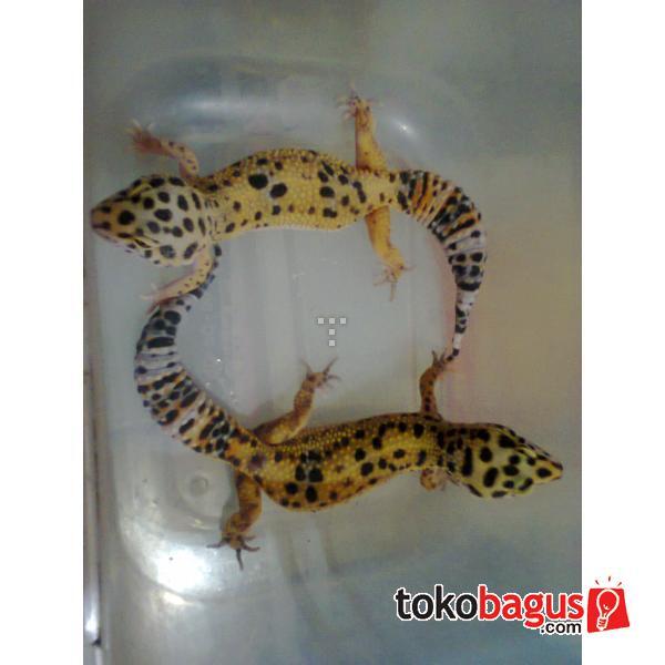Gecko Hypotangerine Kaskus