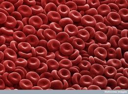 Yuk Lihat Foto Foto Mikroskopik dari Organ Manusia