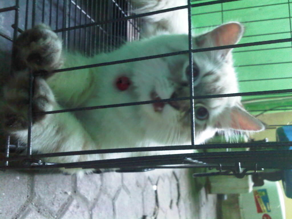 Kucing (kitten) Persia Himalaya 6 Bulan