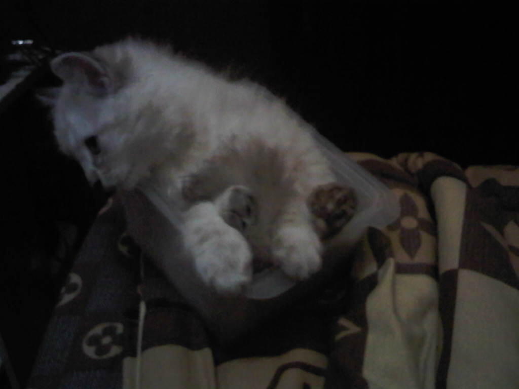 Kucing (kitten) Persia Himalaya 6 Bulan