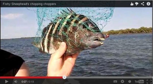 Heboh Video Ikan Bergigi Manusia