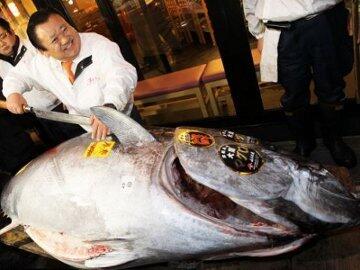 WOW,Seekor Bluefin Tuna Dihargai Hampir 6,7 Milyar Rupiah!