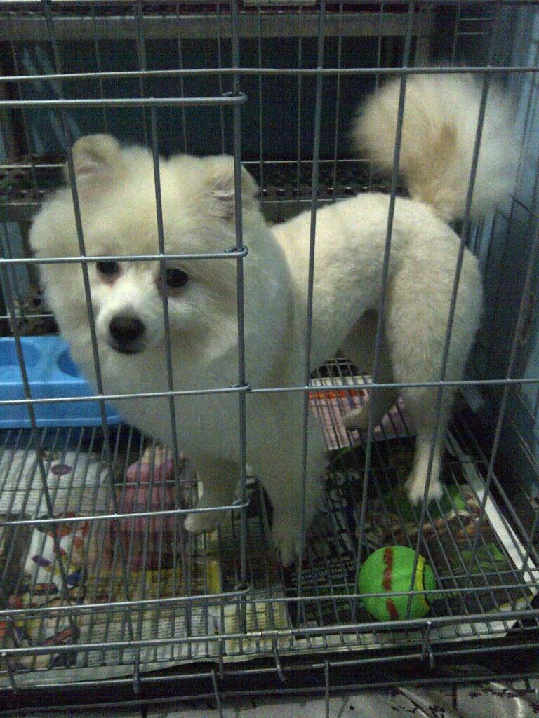 JUAL POM PUTIH JANTAN