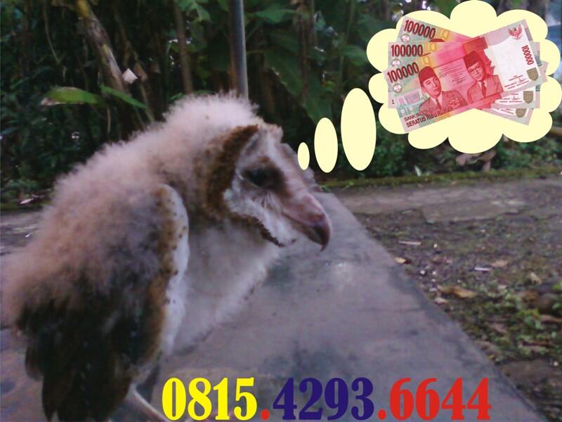 Burung Hantu Barn Owl Brancher..,Purwokerto