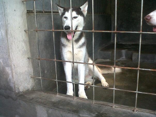 jual cepat husky jantan+kandang
