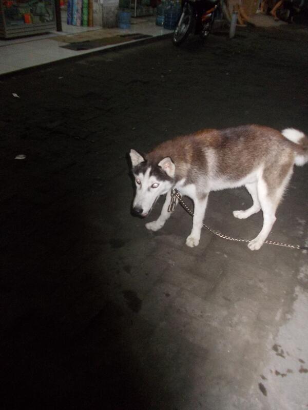 jual cepat husky jantan+kandang