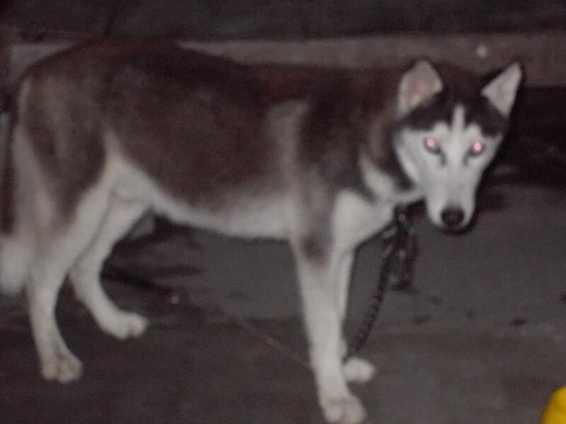 jual cepat husky jantan+kandang