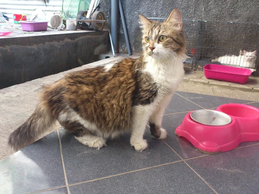 indukan Kucing Persia Calico! Betina Baguss! 800 ribuan lampung