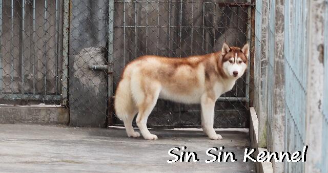 Ready For Stud..Siberian Husky Ber-Prestasi...