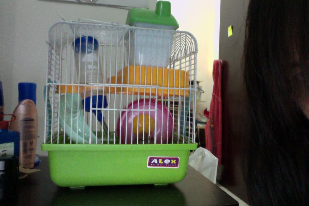 JUAL Murah HAMSTER WINTER TIGER + KANDANG