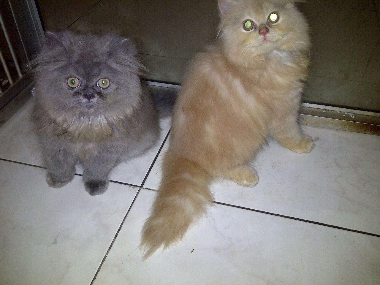 2 Kitten Persian for Addopt