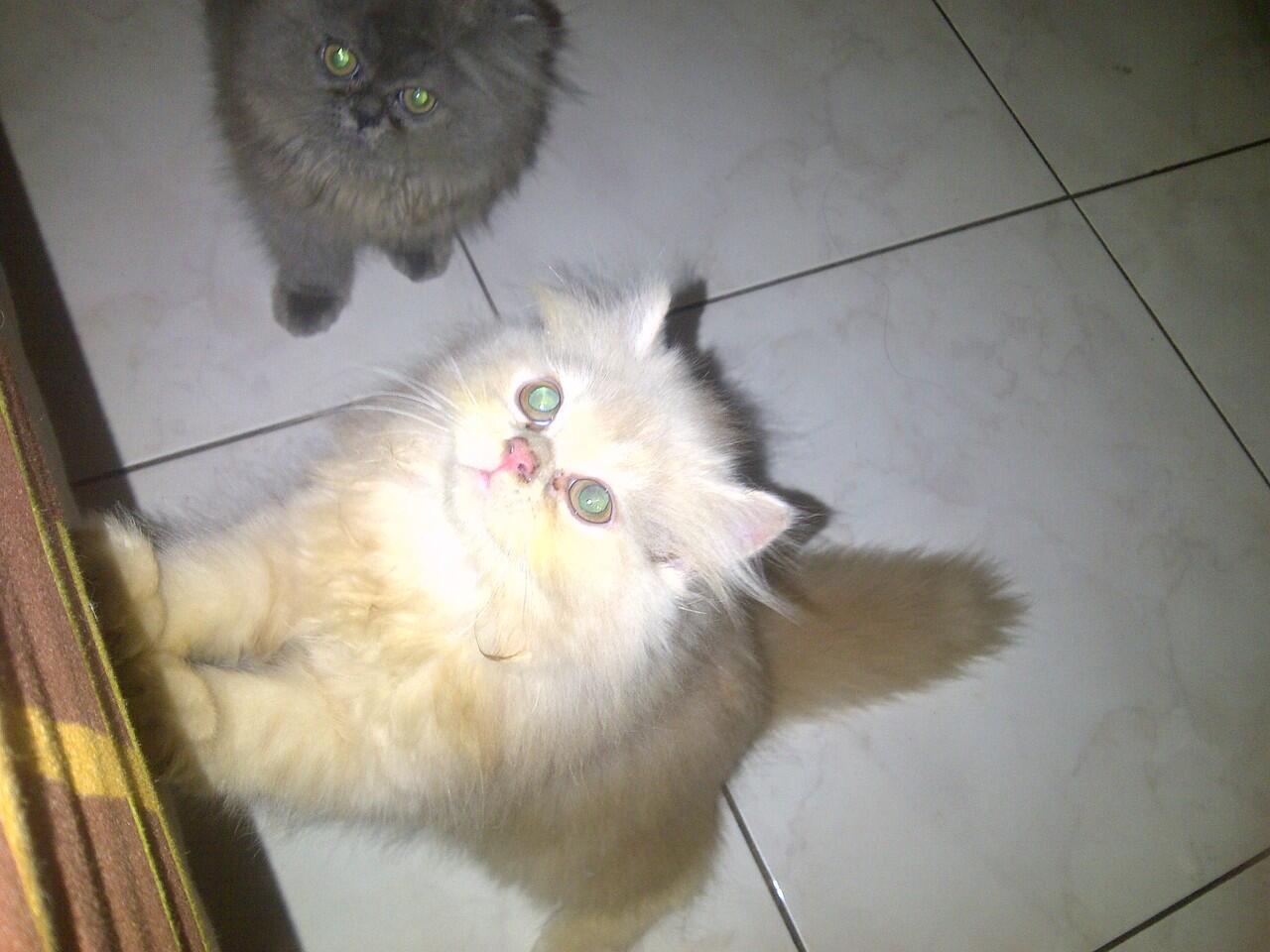 2 Kitten Persian for Addopt