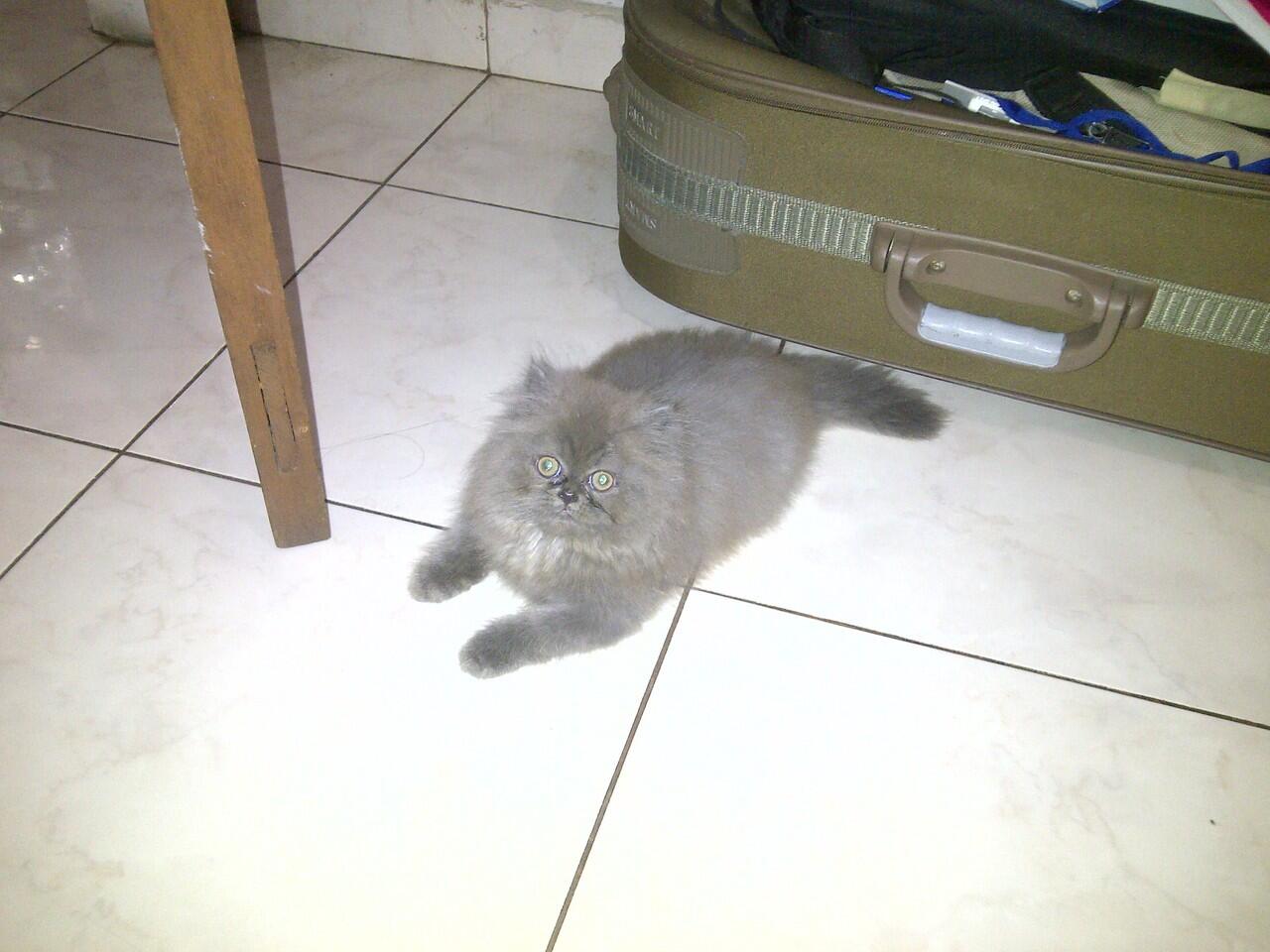 2 Kitten Persian for Addopt