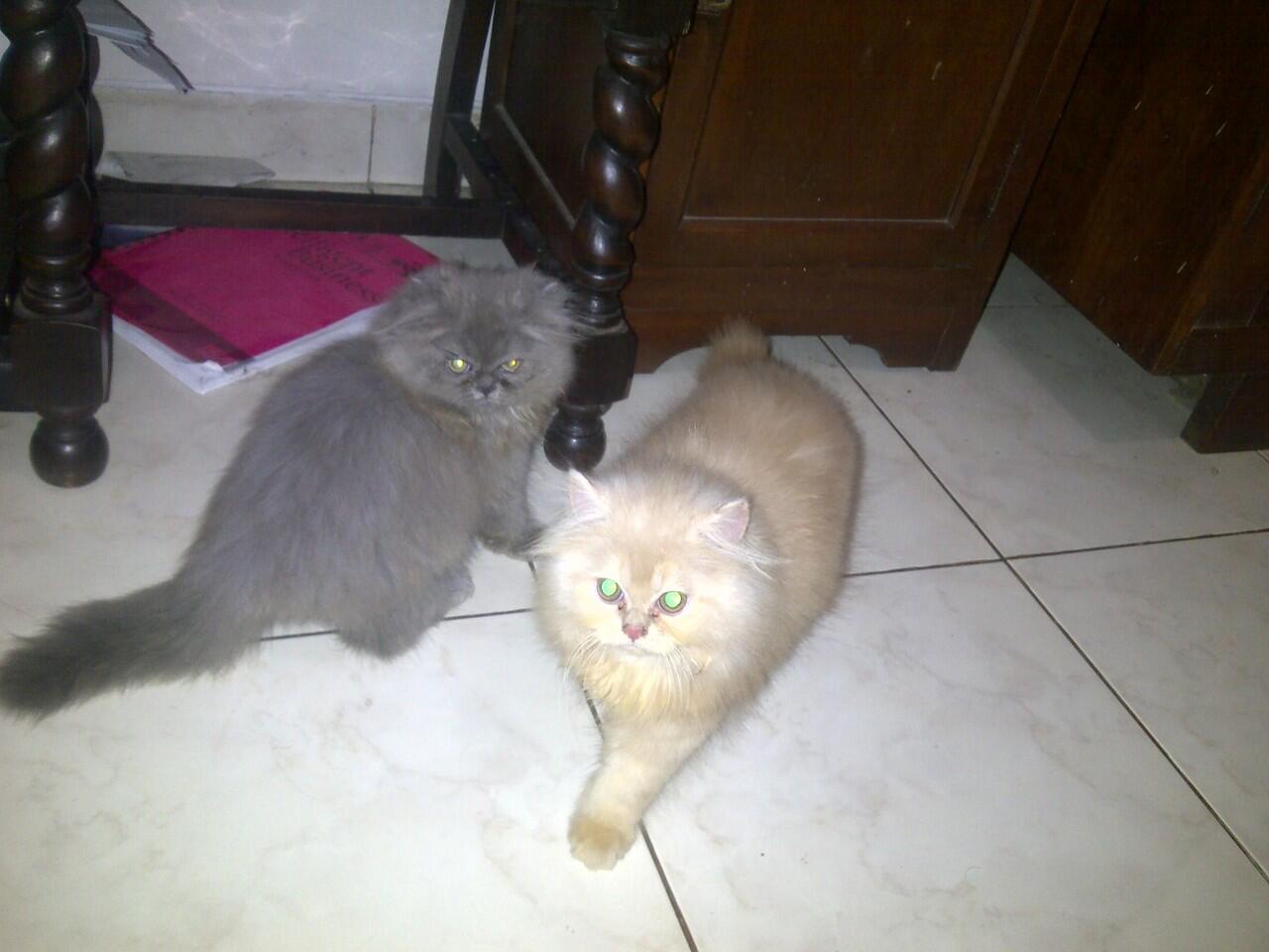 2 Kitten Persian for Addopt