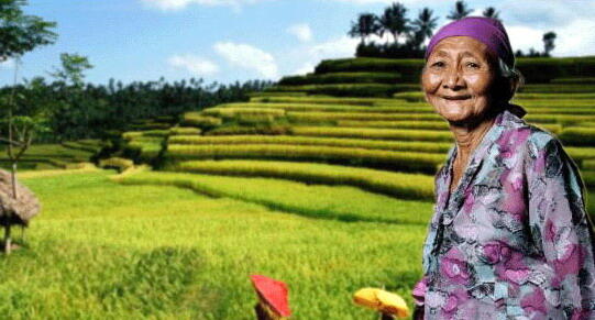 Bedanya Petani Indonesia dg Petani thailand