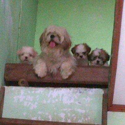 Anjing Shitsu