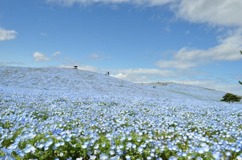 Hitachi Seaside Park, surga bunga di Jepang