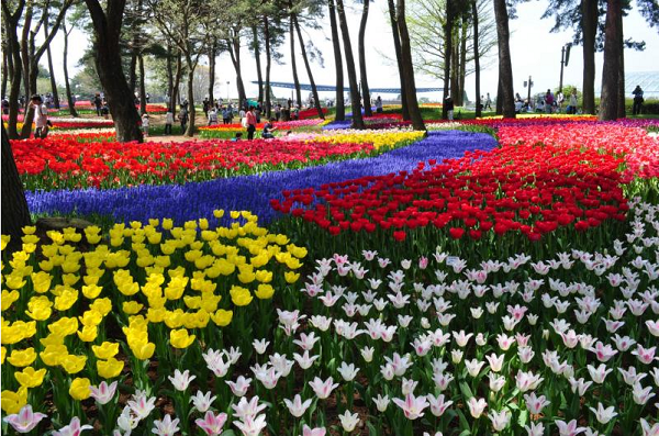 Hitachi Seaside Park, surga bunga di Jepang