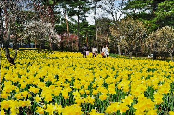 Hitachi Seaside Park, surga bunga di Jepang