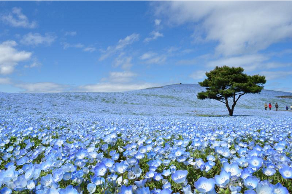 Hitachi Seaside Park, surga bunga di Jepang