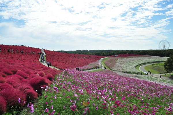 Hitachi Seaside Park, surga bunga di Jepang