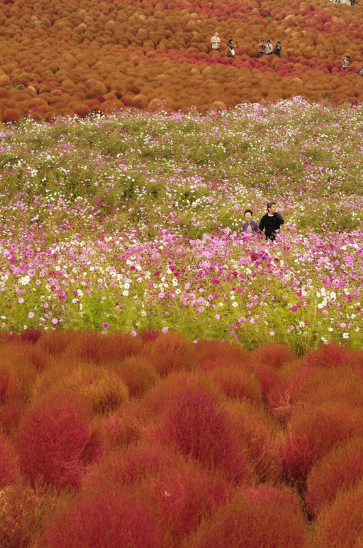 Hitachi Seaside Park, surga bunga di Jepang