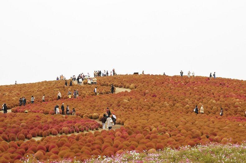 Hitachi Seaside Park, surga bunga di Jepang