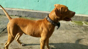 PITBULL JANTAN (Non stam)