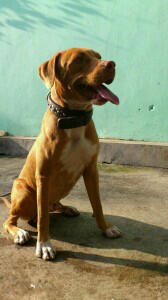 PITBULL JANTAN (Non stam)