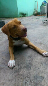 PITBULL JANTAN (Non stam)