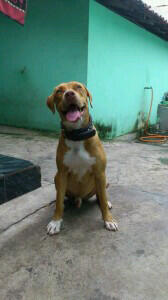 PITBULL JANTAN (Non stam)