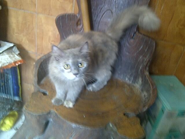 WTS KUCING PERSIA BETINA MURAH